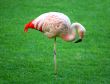 Flamingo Stand