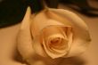 Beautiful White Rose