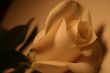 Beautiful White Rose