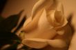 Beautiful White Rose