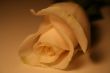 white rose