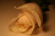 white rose