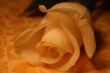 white rose
