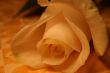white rose