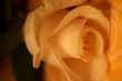 white rose