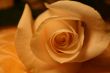 white rose
