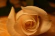 white rose