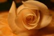 white rose