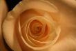 white rose