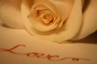 Valentine Rose