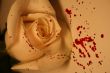 morbid valentine