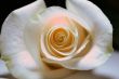 white rose