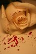 white rose