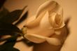 Valentine Rose
