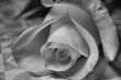 Valentine Rose