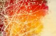 flower abstract textures and backgrounds