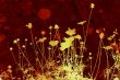 flower abstract textures and backgrounds