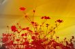 flower abstract textures and backgrounds