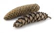 Pine Cones