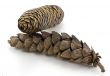 Pine Cones