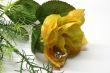 Yellow rose