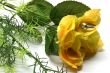 Yellow rose