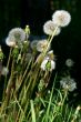 Dandelions.