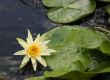 Yellow Water Lilly