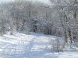 Snow-covered trees