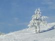 Snow-covered fir or pine