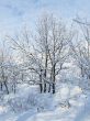 Snow-covered tree