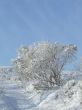 Snow-covered trees