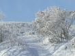 Snow-covered trees