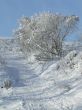 Snow-covered trees