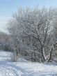 Snow-covered trees