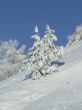 Snow-covered fir or pine