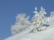 Snow-covered fir or pine