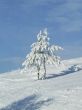 Snow-covered fir or pine