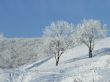 Snow-covered trees