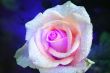 abstract background with rose