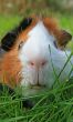 Guinea Pig Face