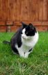 Sitting Cat