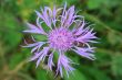 Cornflower