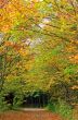 Autumn Forest Track