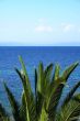 palm