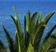 palm