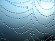 Cobweb