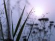 Drops of dew on a grass