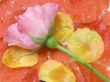 Pink rose