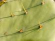 Green cactus